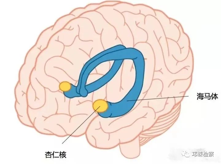 杏仁核是情绪处理中心,对恐惧,愤怒和焦虑尤其敏感