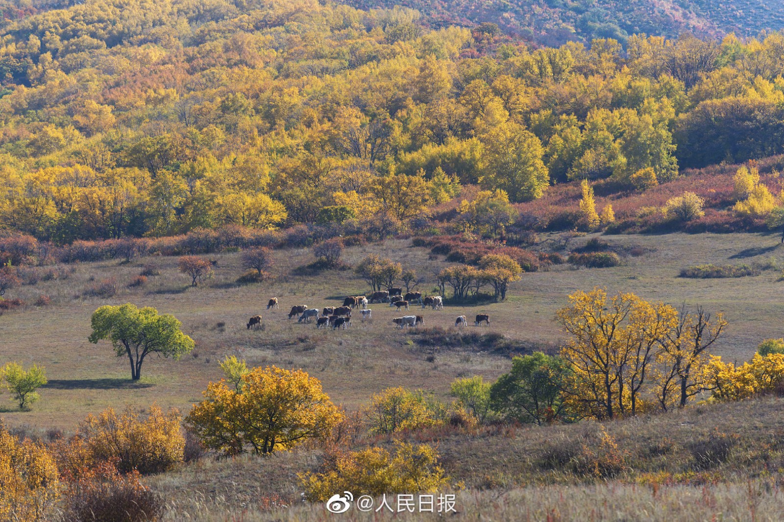 风景如画 乌兰布统坝上草原秋景 川观新闻