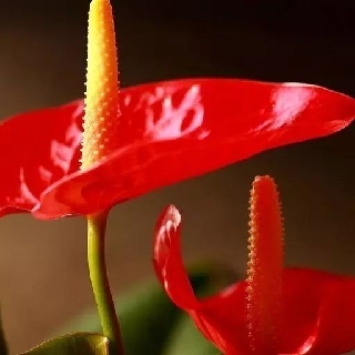 夹江消保李远志