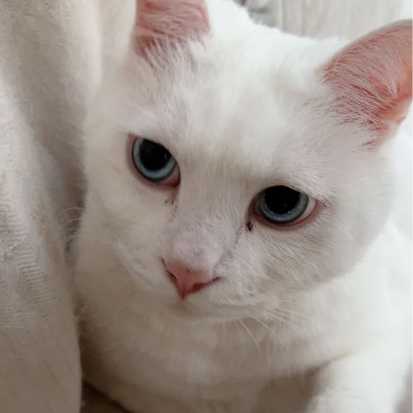 锅包肉好食来十盘