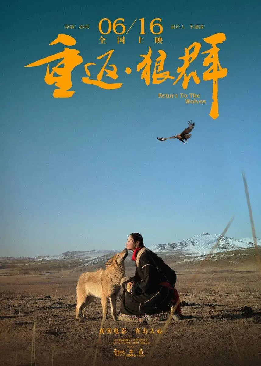 纪录片《重返·狼群》翻红，感动全网！狼王“格林”还活着吗？主人公们近况如何？导演亦风回应_https://www.izongheng.net_快讯_第2张