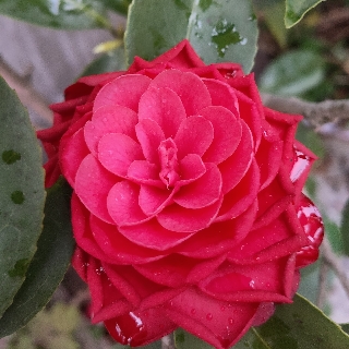 a阿茲貓