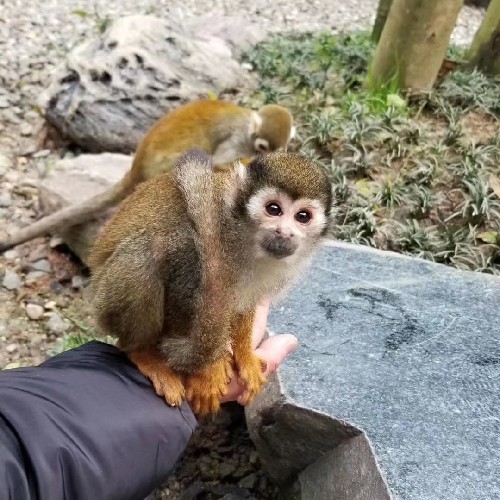 王  鴻