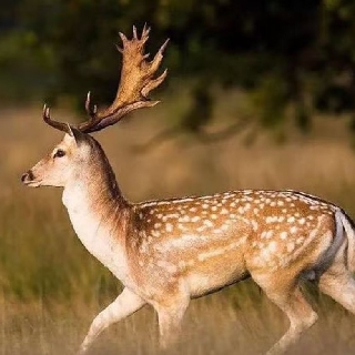 吴波乐山交警支队