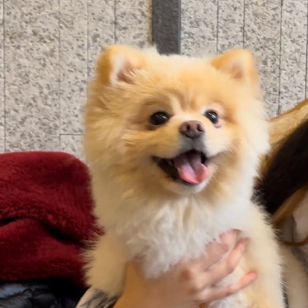 一只小神獸