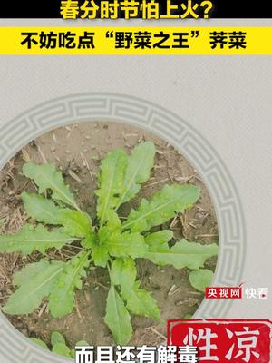清肝胆之热解毒利水荠菜堪称春分时节的野菜之王