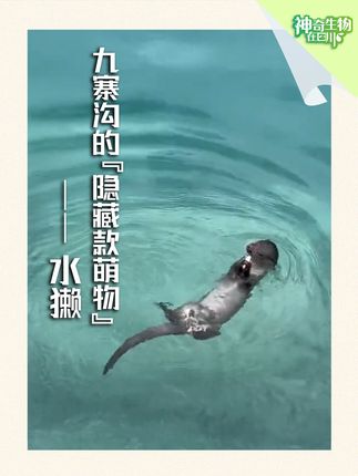 神奇生物在四川丨九寨沟“隐藏款萌物”你知道是什么吗？