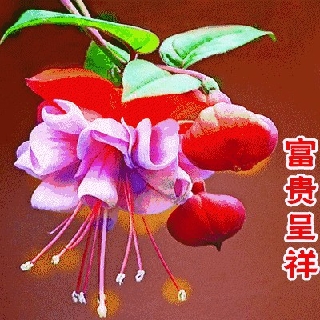 川观网友今生有你