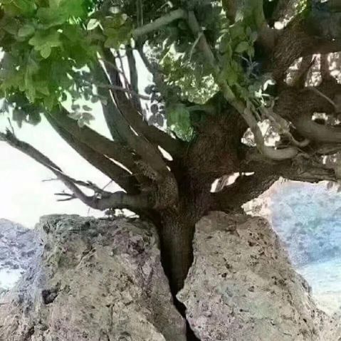 柏长军-渠县住建局