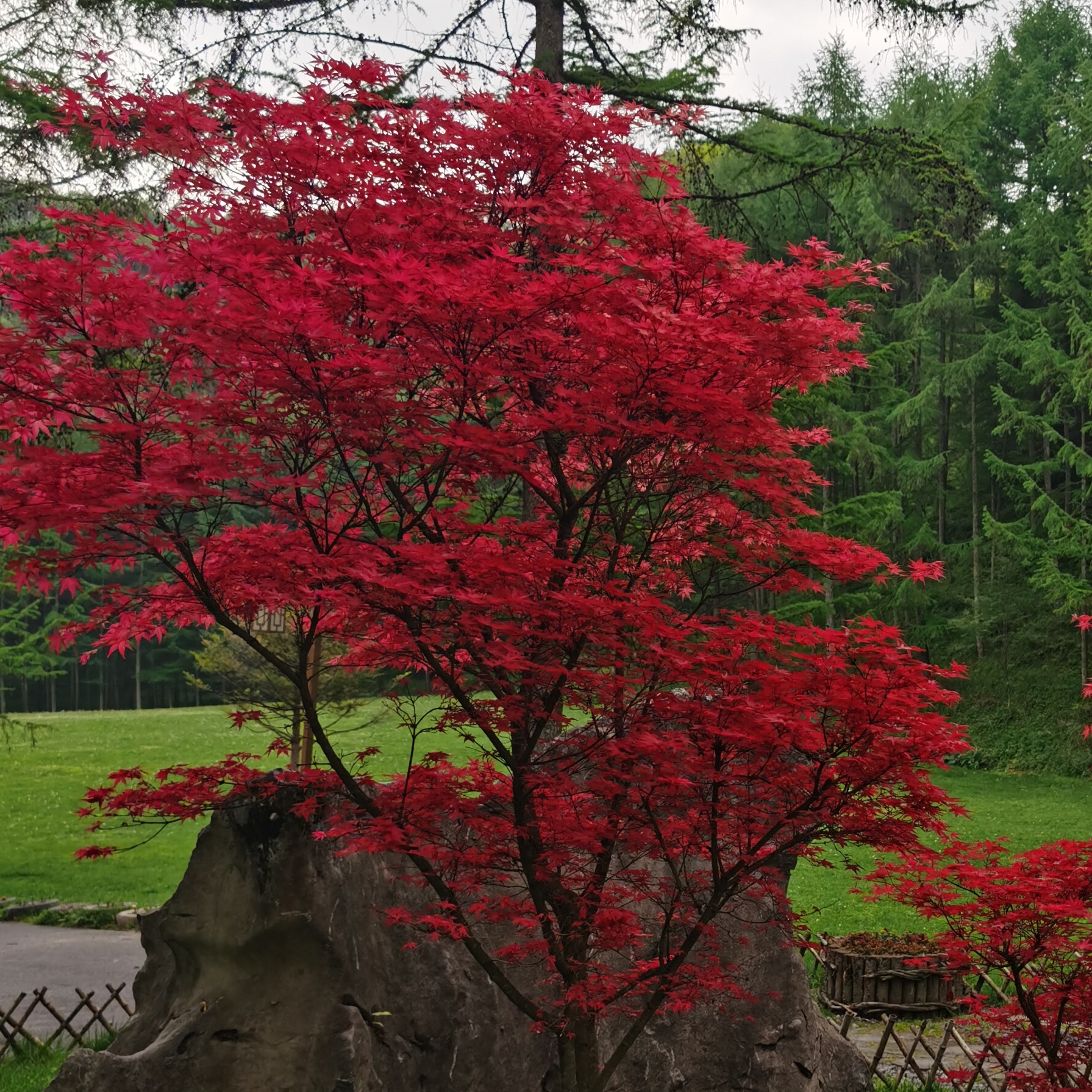 星期天的老汉儿