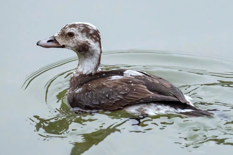 太珍贵了北极客长尾鸭飞来雅安
