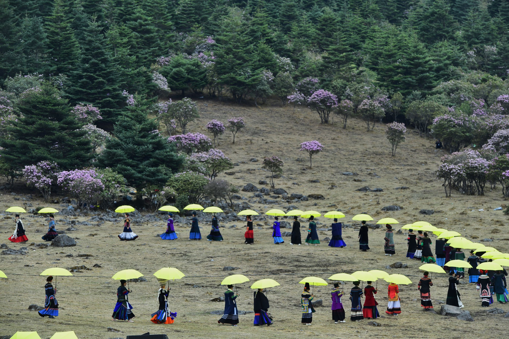 c视频人美花妍大凉山盛开索玛花
