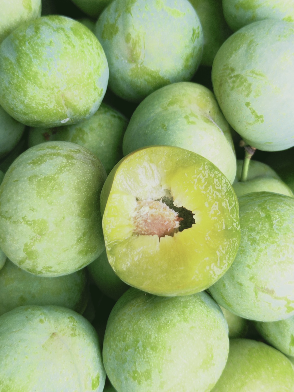 8月18日一大早,他就带着家人到大棚地里采摘李子,回来立即分拣,打包