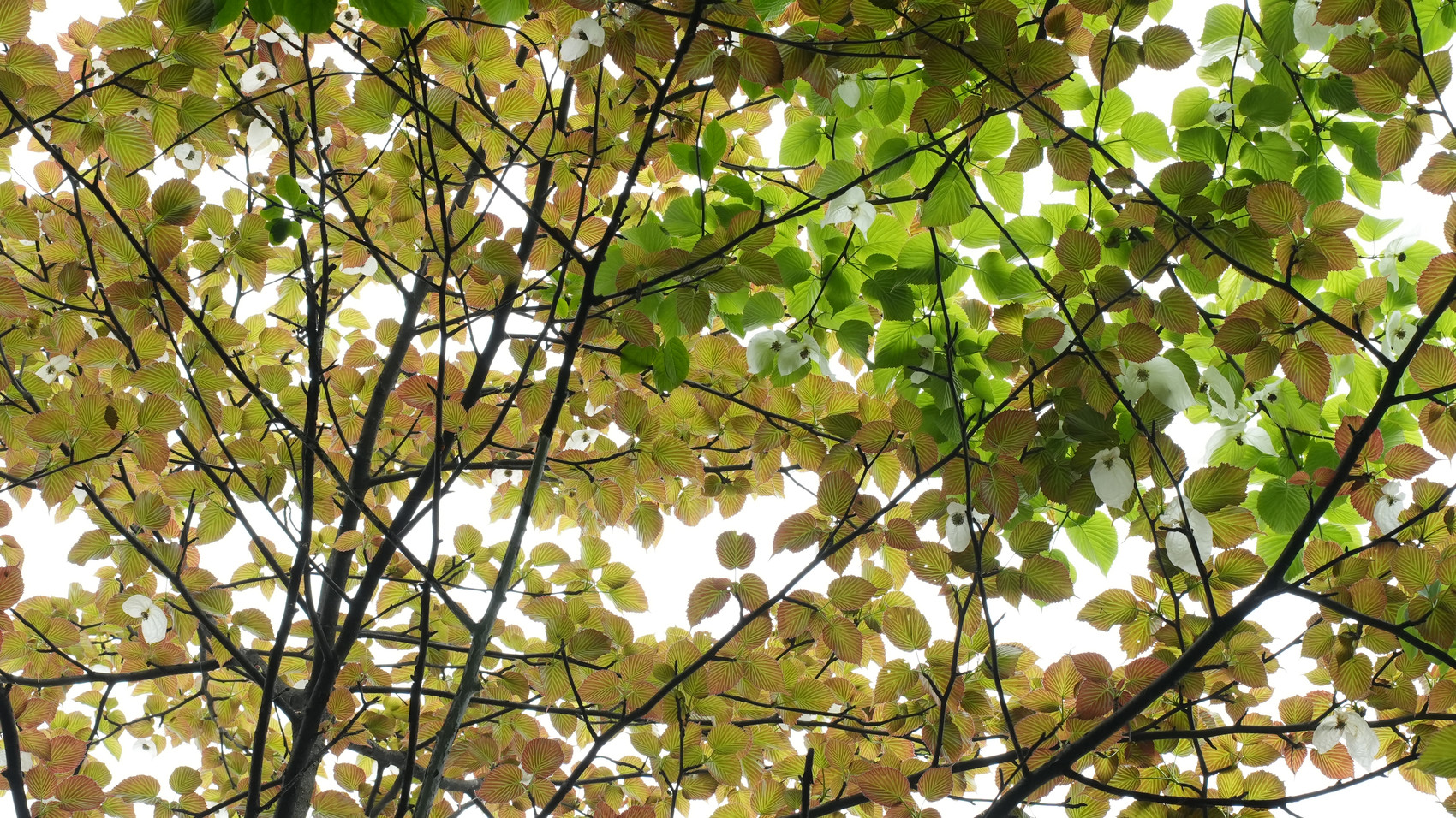 c视频|宜宾珙县万株珙桐花盛放,珍贵粉色品种引关注