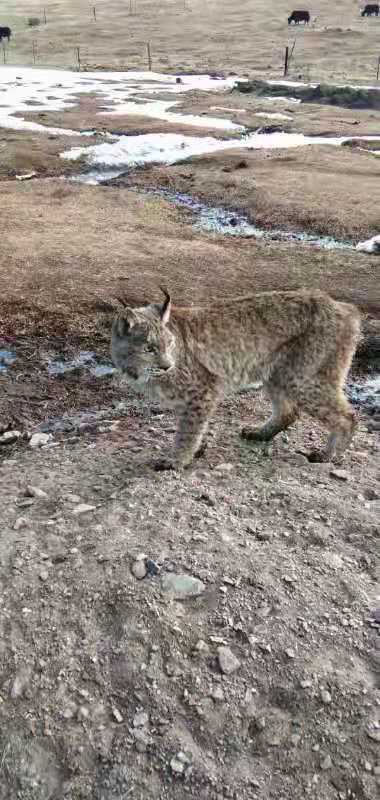 白玉县一猞猁下山来"拜年"啦! - 川观新闻