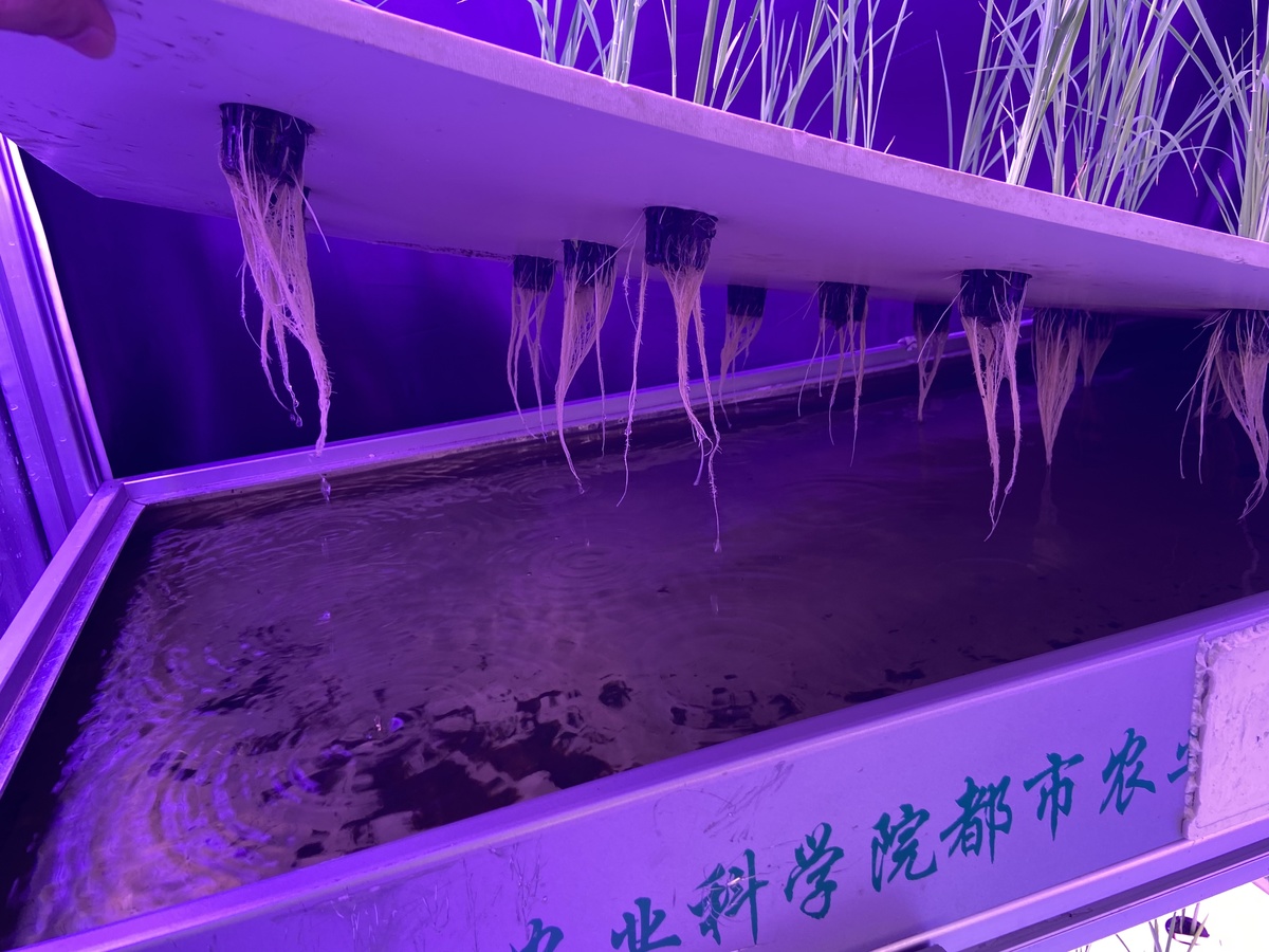 科创未来丨探秘植物工厂:这里的水稻生长周期为何能减半 - 川观新闻