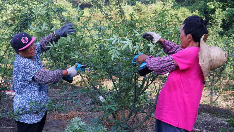 随处可见村民们正在给花椒树剪枝,施肥,除草,分工明确,一派繁忙景象