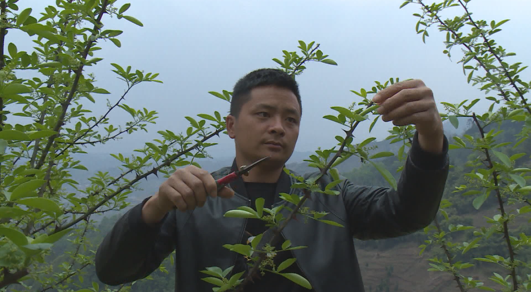 川报观察记者 王博尔4月9日,清明刚过,正是藤椒开花的时候,一大早