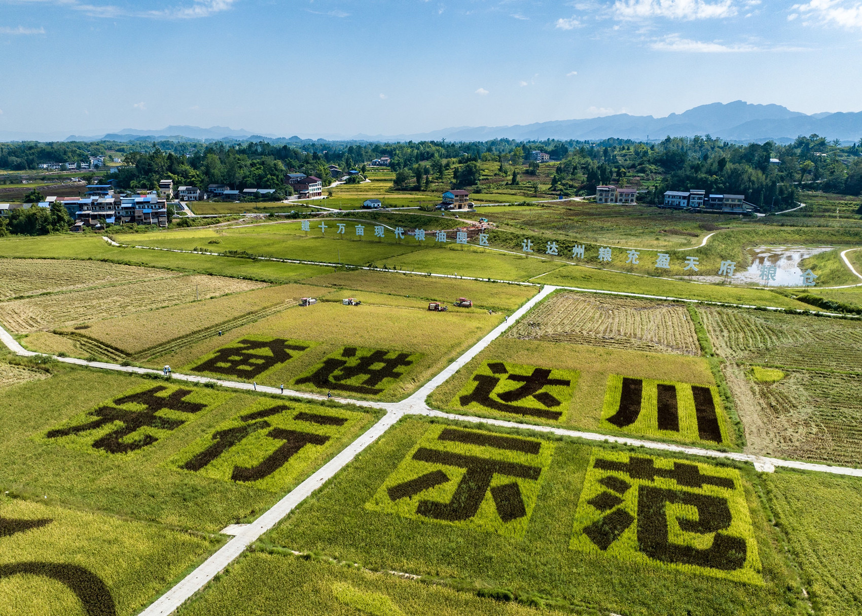 丰景如画达州市达川区417万亩水稻熟了
