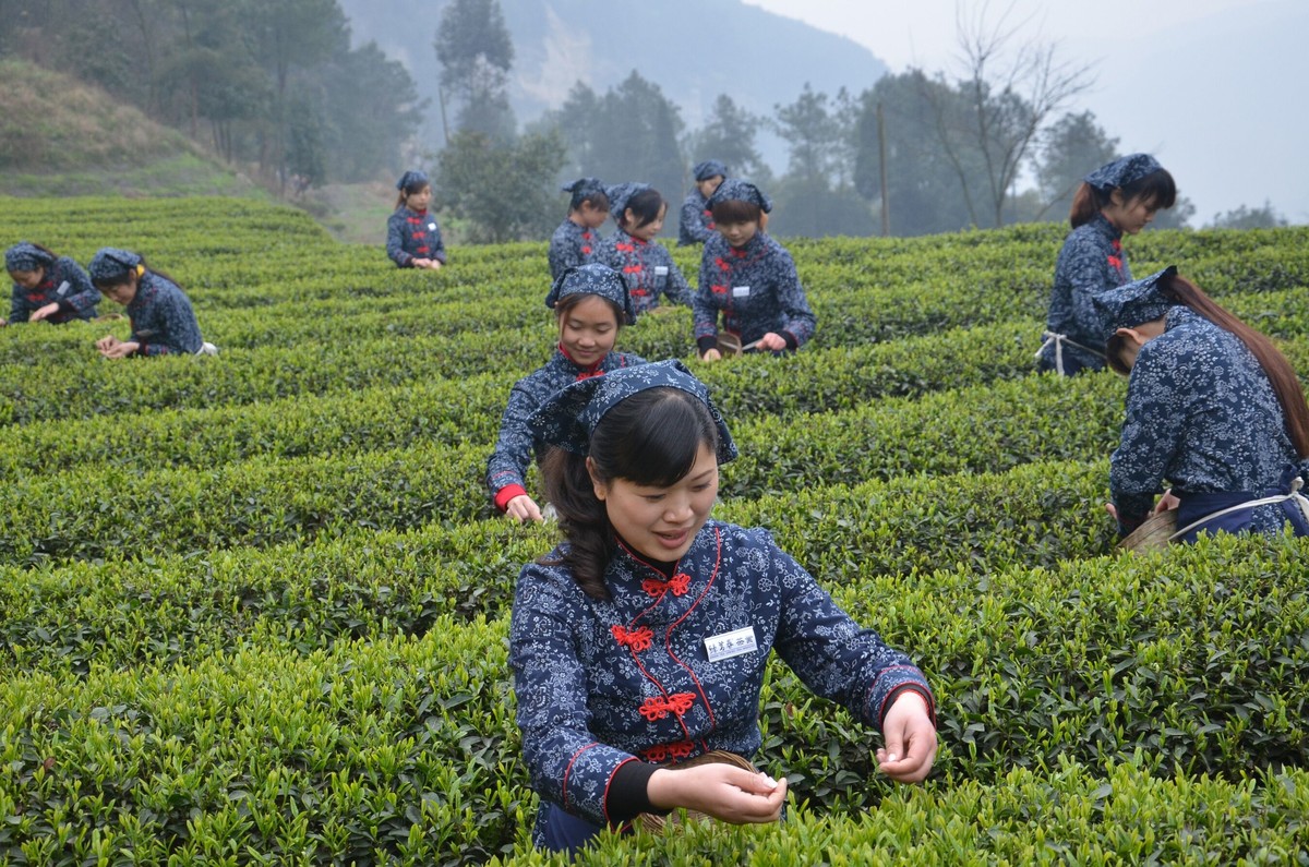 花果茶品牌排行_[头条]武夷皇菊:打造福建特色花茶品牌