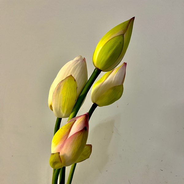 川观网友罗桥利