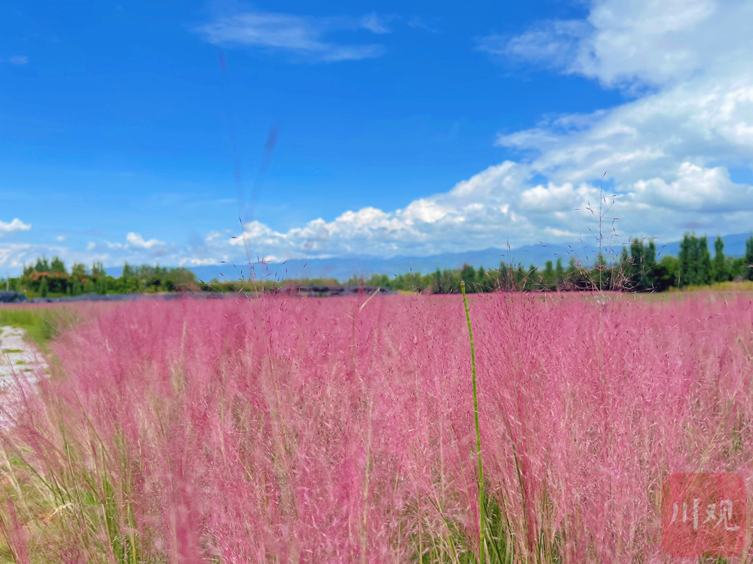 仙气十足!粉黛花海来袭 打卡西昌的浪漫秋日