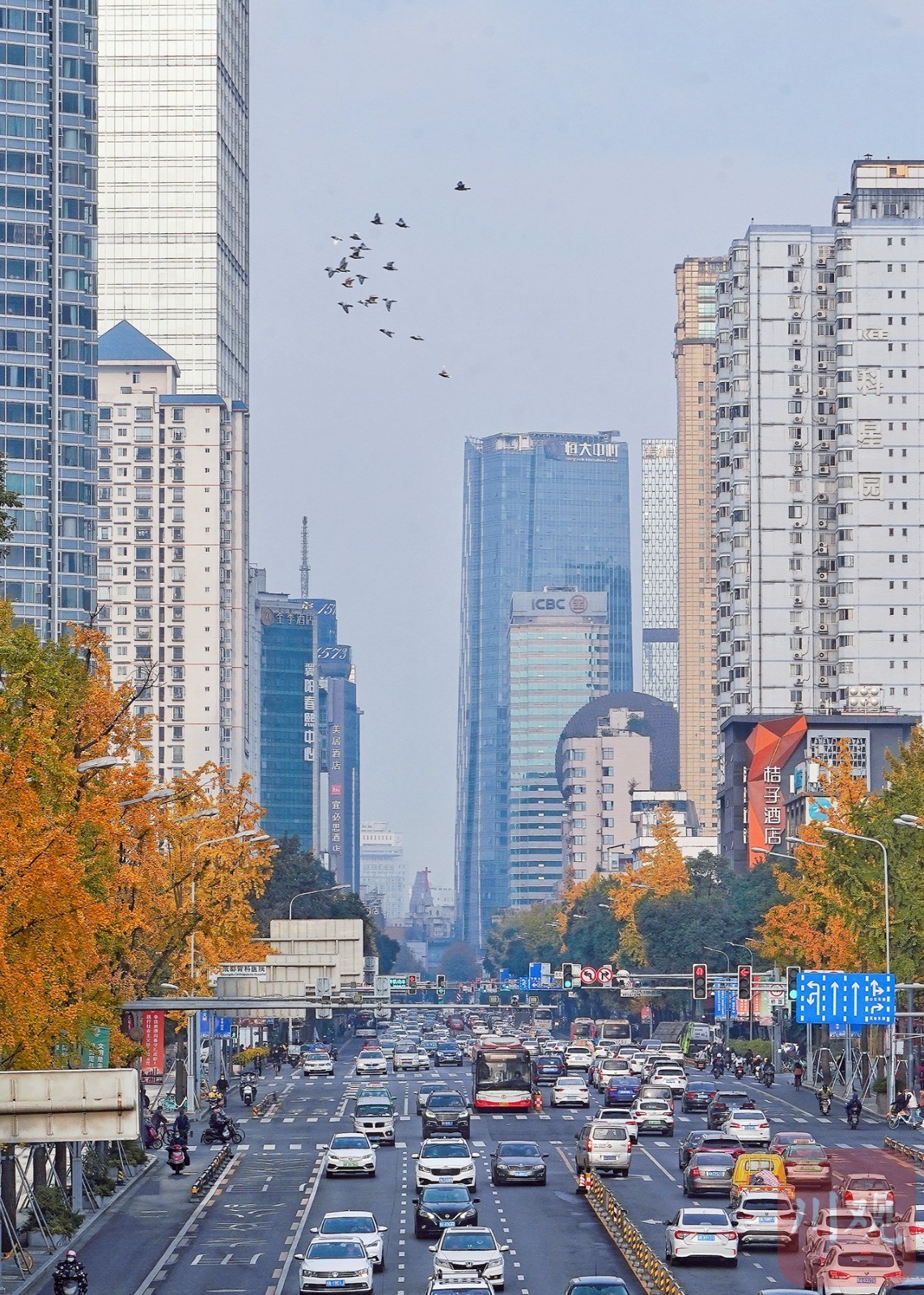 成都的太阳已连续多天到岗!最美“黄金”季节来了(图3) 成都的太阳已连续多天到岗!最美“黄金”季节来了(图3)