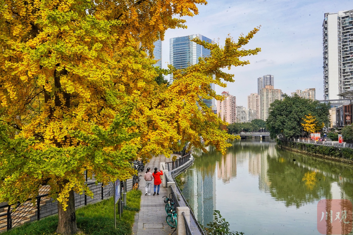 成都的太阳已连续多天到岗!最美“黄金”季节来了(图15) 成都的太阳已连续多天到岗!最美“黄金”季节来了(图15)