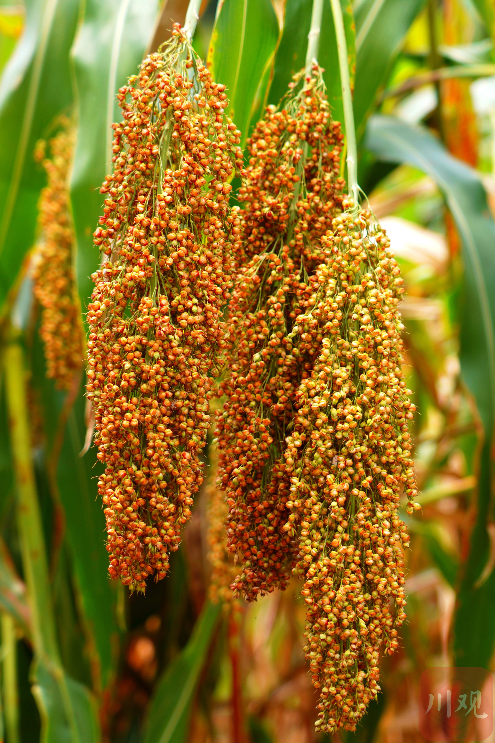 c视频|高粱红,水稻黄 宜宾大地丰收忙 - 川观新闻