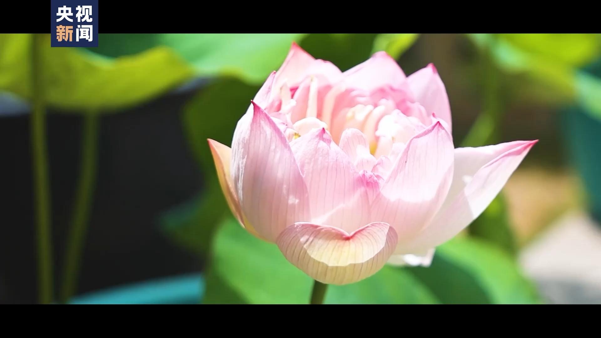 视频丨每一帧都是限定壁纸荷花一开夏天氛围感就来了