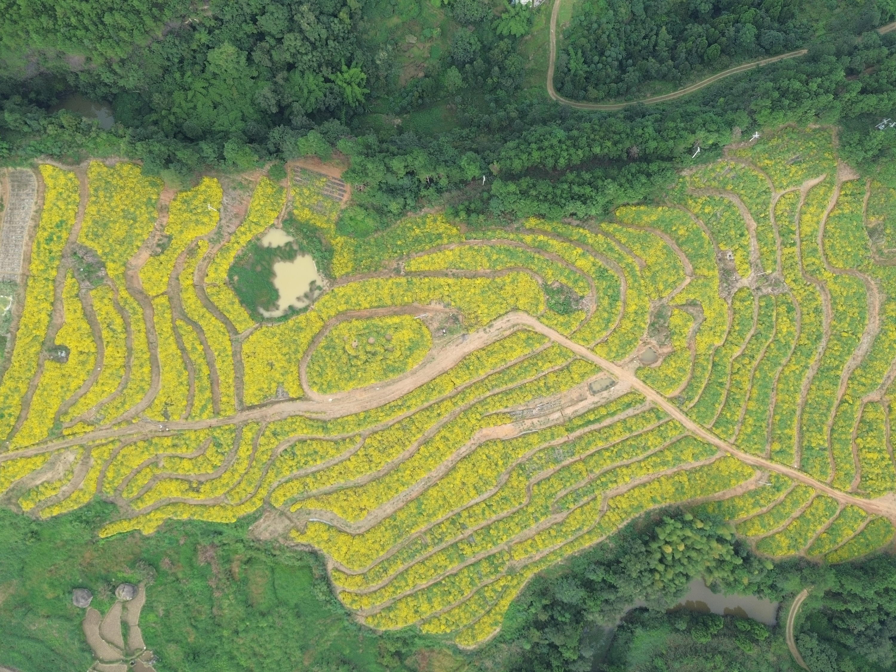一把新“药”匙，一次性打开7个村的致富路丨田野来讯