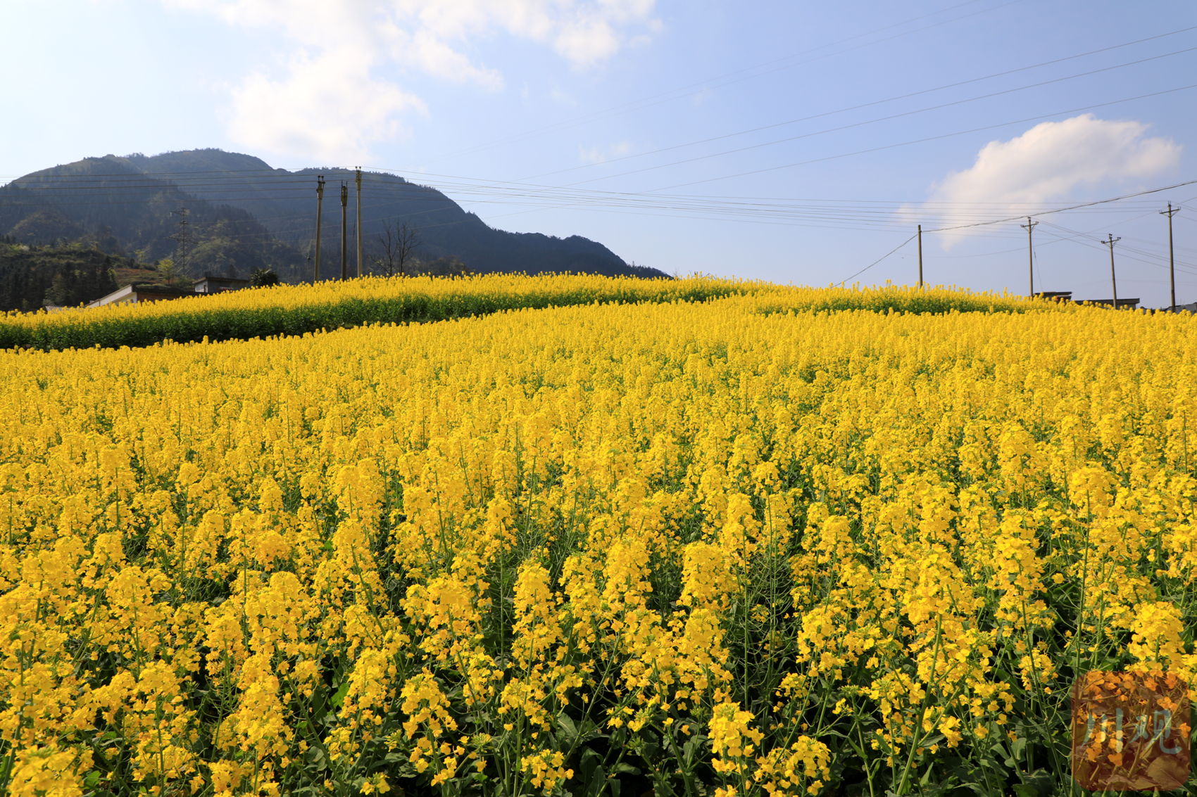 宜宾筠连:千亩油菜花绽放扮靓乡村