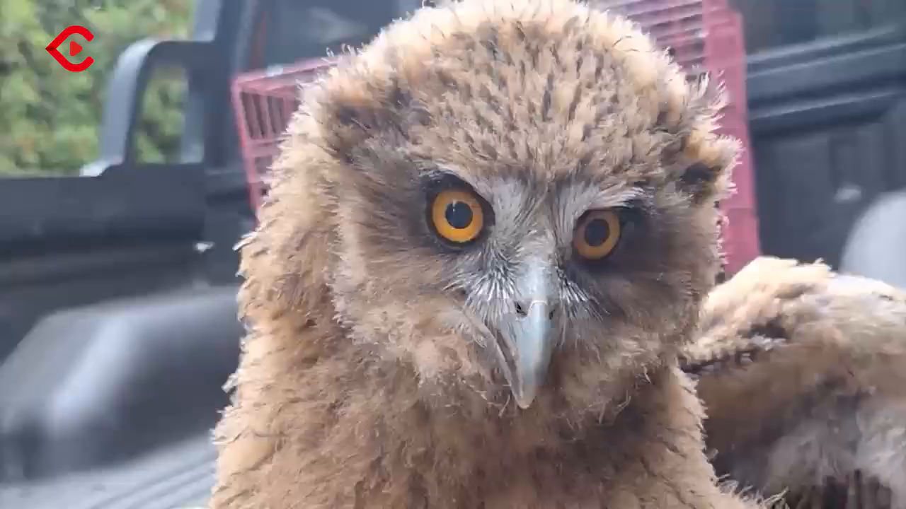 鳥頭∈(・ө・)∋出品 呪術廻戦 螺鈿風シリーズ 箔押し缶バッジvol.2 - 株式会社ツインクル