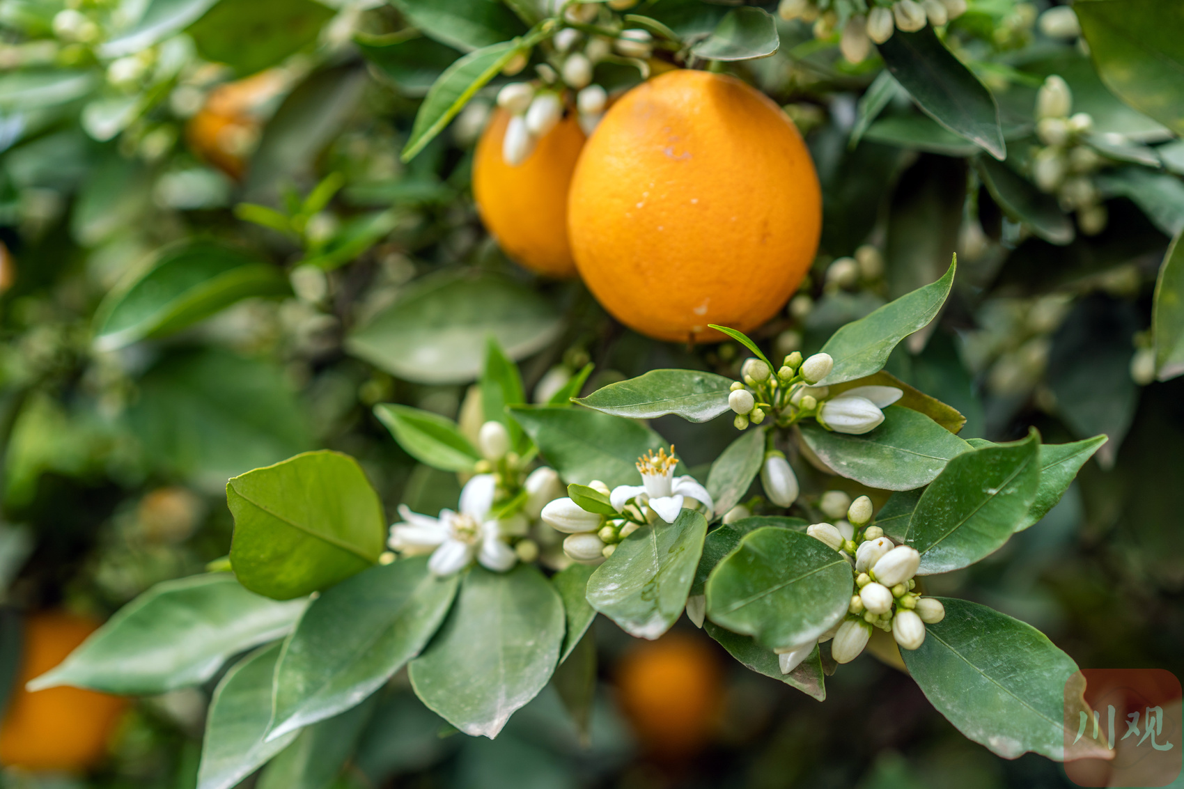 柑橘花果同树奇景带火农旅经济