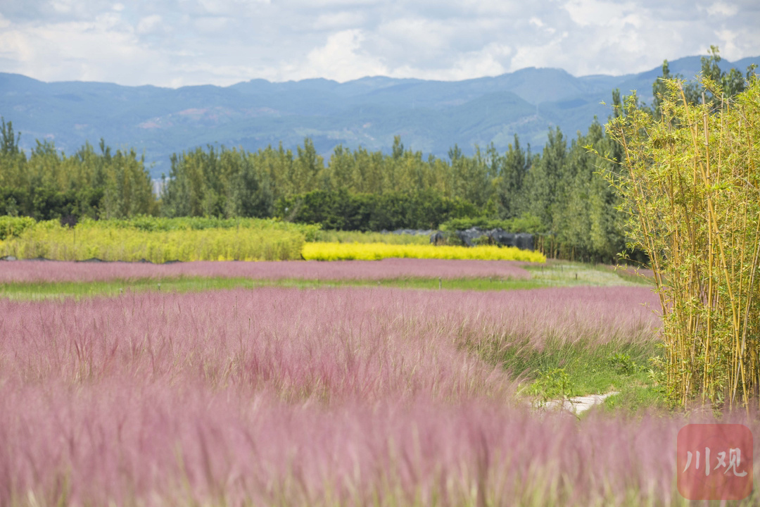 仙气十足!粉黛花海来袭 打卡西昌的浪漫秋日