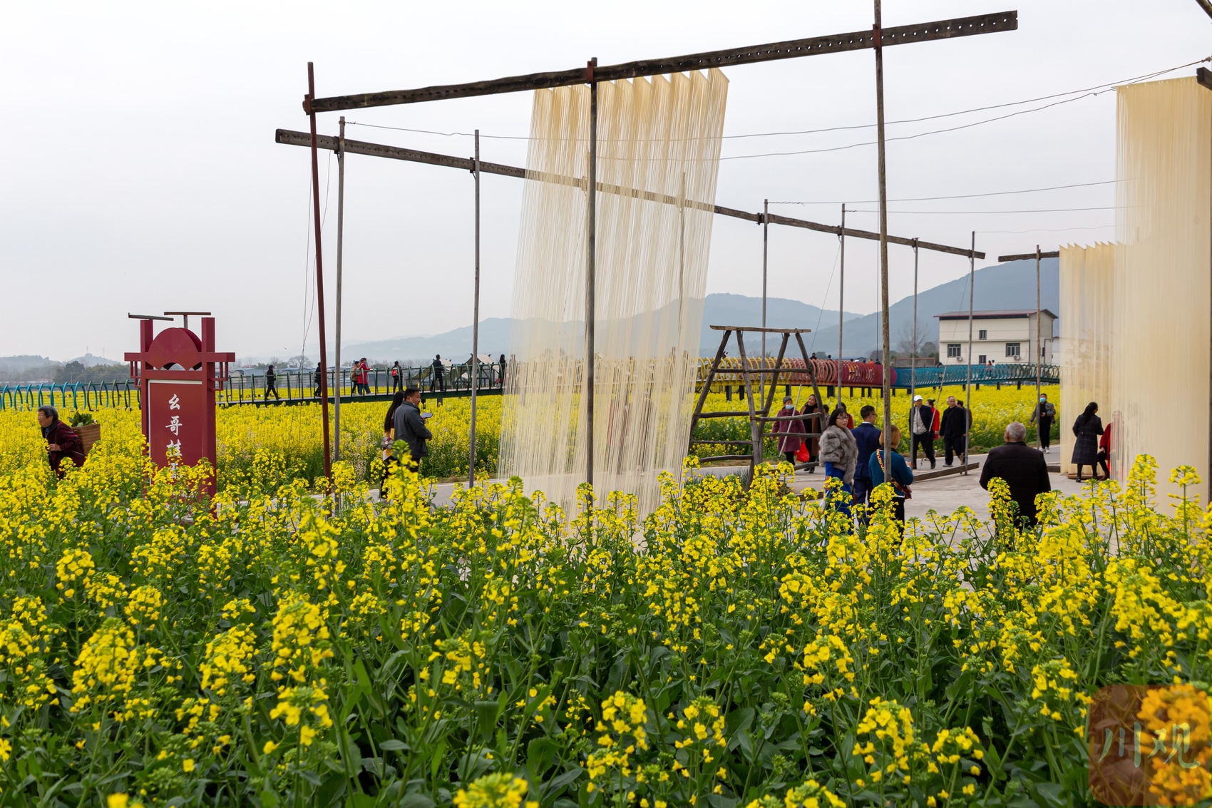 德阳中江挂面村里菜花香