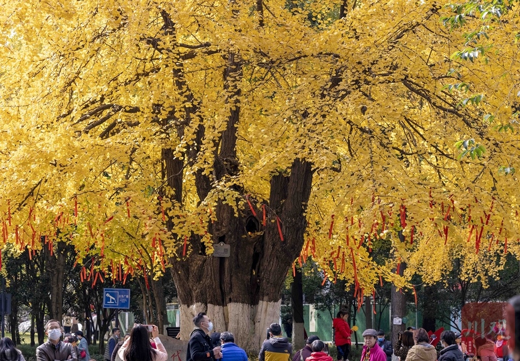 组图成都百花潭千年银杏树头戴金冠引爆市民游客来围观