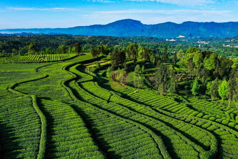 雅安这个地方的茶田美成了锦绣 - 川观新闻
