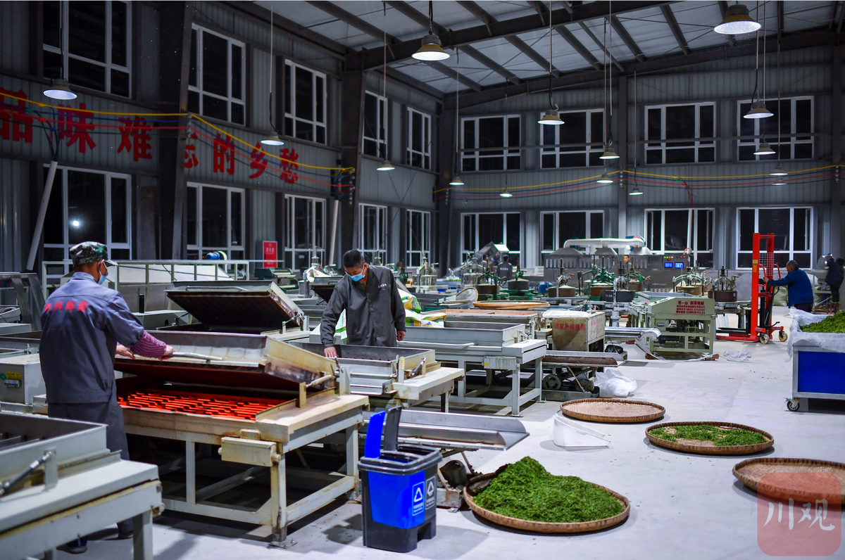 视频|为了传递的春天味道 茶农深夜赶制春茶