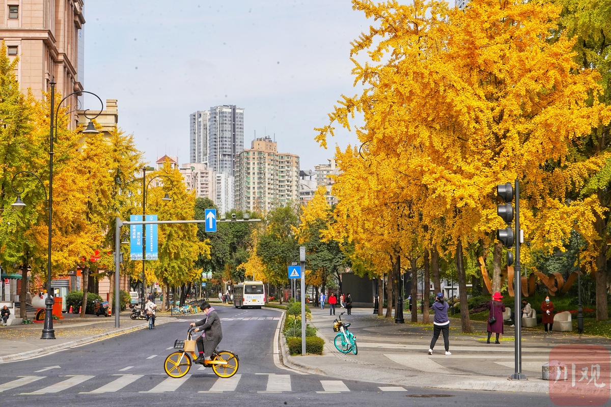 成都的太阳已连续多天到岗!最美“黄金”季节来了(图16) 成都的太阳已连续多天到岗!最美“黄金”季节来了(图16)