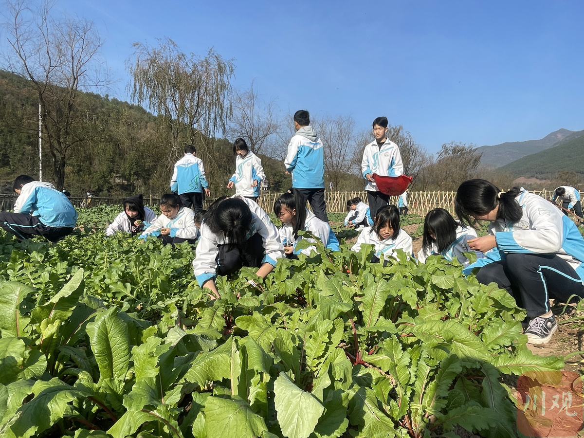 开心农场现实图片