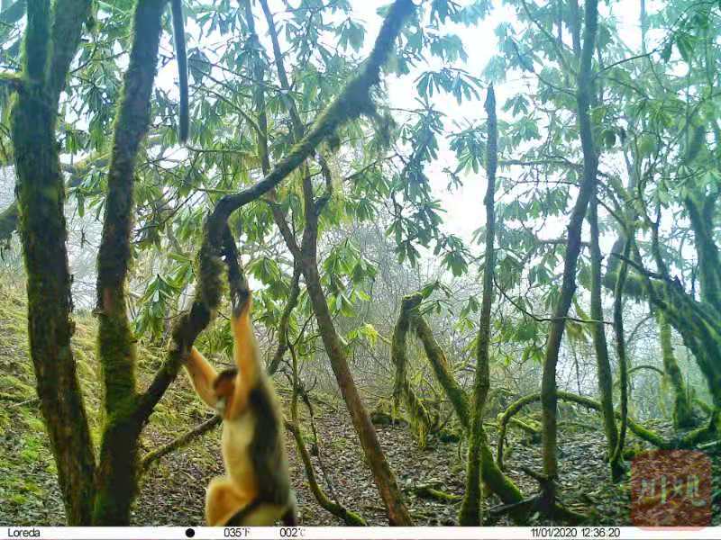 珍贵 四川黄龙自然保护区首次拍到野生川金丝猴种群 四川在线 珍贵 四川黄龙自然保护区首次拍到野生川金丝猴种群 四川在线