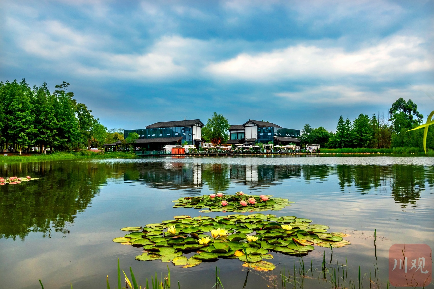 白鹭湾睡莲绽放仿佛来到莫奈的花园