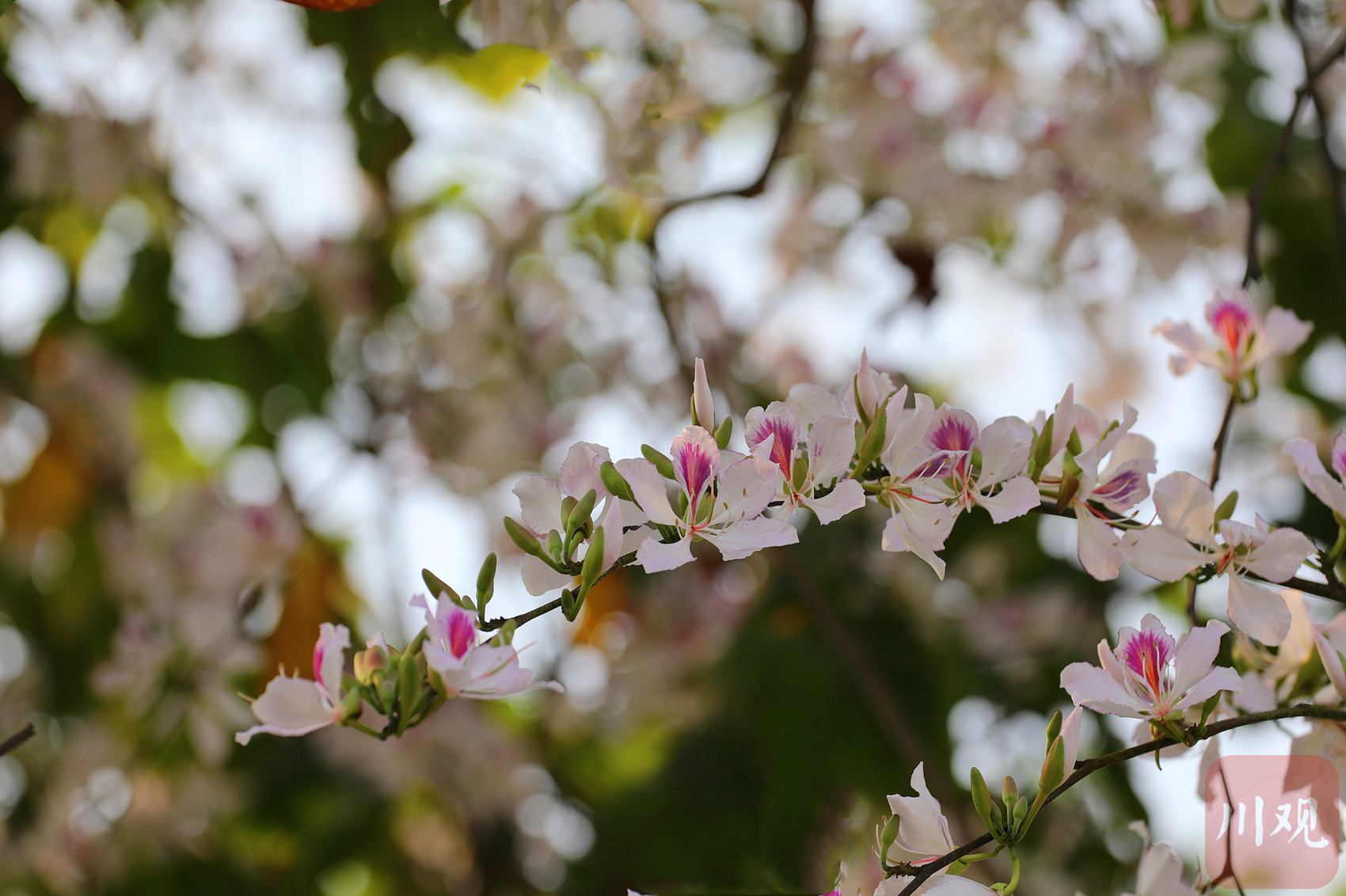 阳春四月,宜宾市筠连县城区定水河沿岸的羊蹄甲进入花期,一树树花,粉