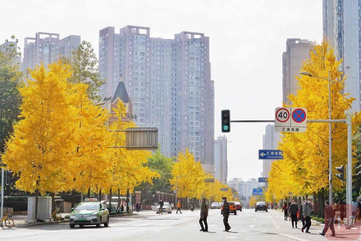 成都的太阳已连续多天到岗!最美“黄金”季节来了(图12) 成都的太阳已连续多天到岗!最美“黄金”季节来了(图12)