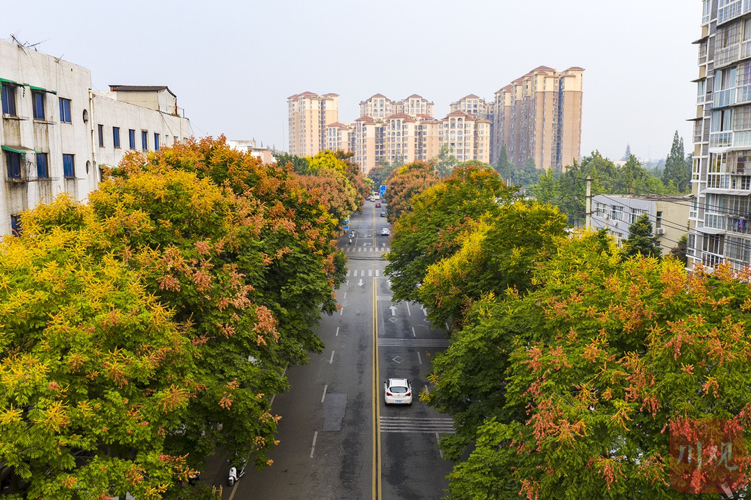 彭州栾树尽染秋意浓