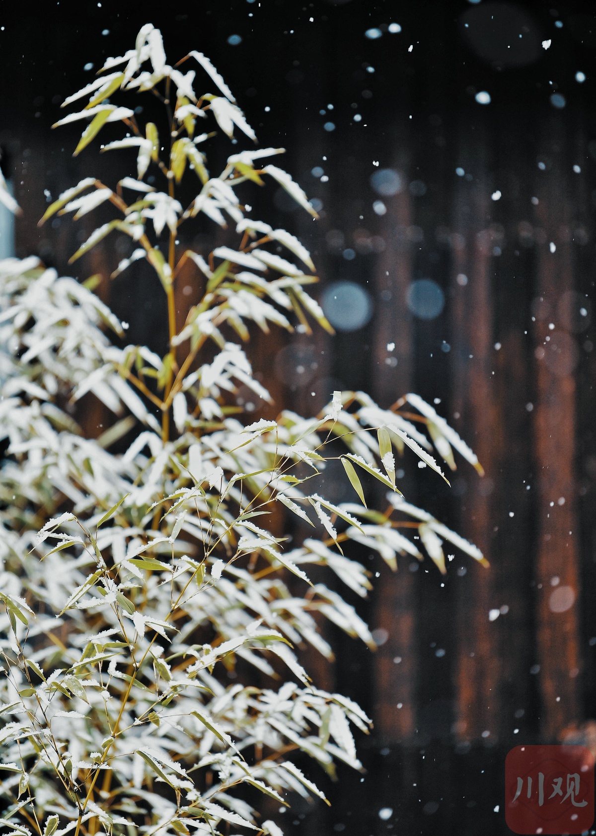 視頻漫天雪花飛舞這是2021年年末的雪景