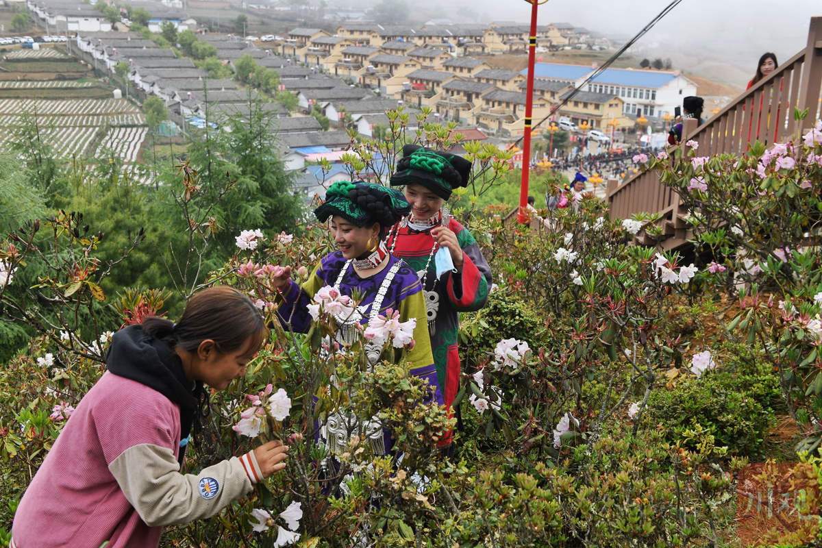 520陪你看花海凉山金阳盛开10万亩索玛花