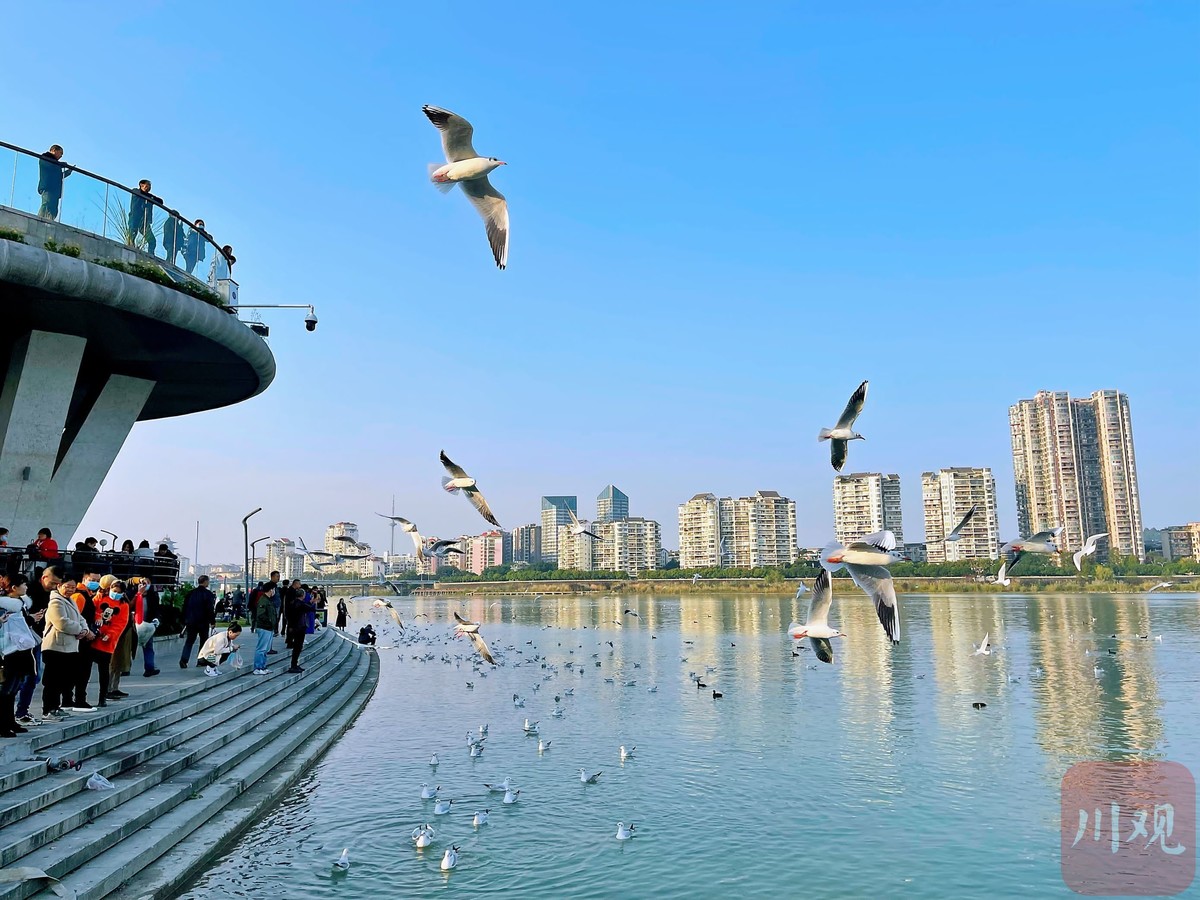 暖阳红嘴鸥绵阳三江码头秒变网红打卡地