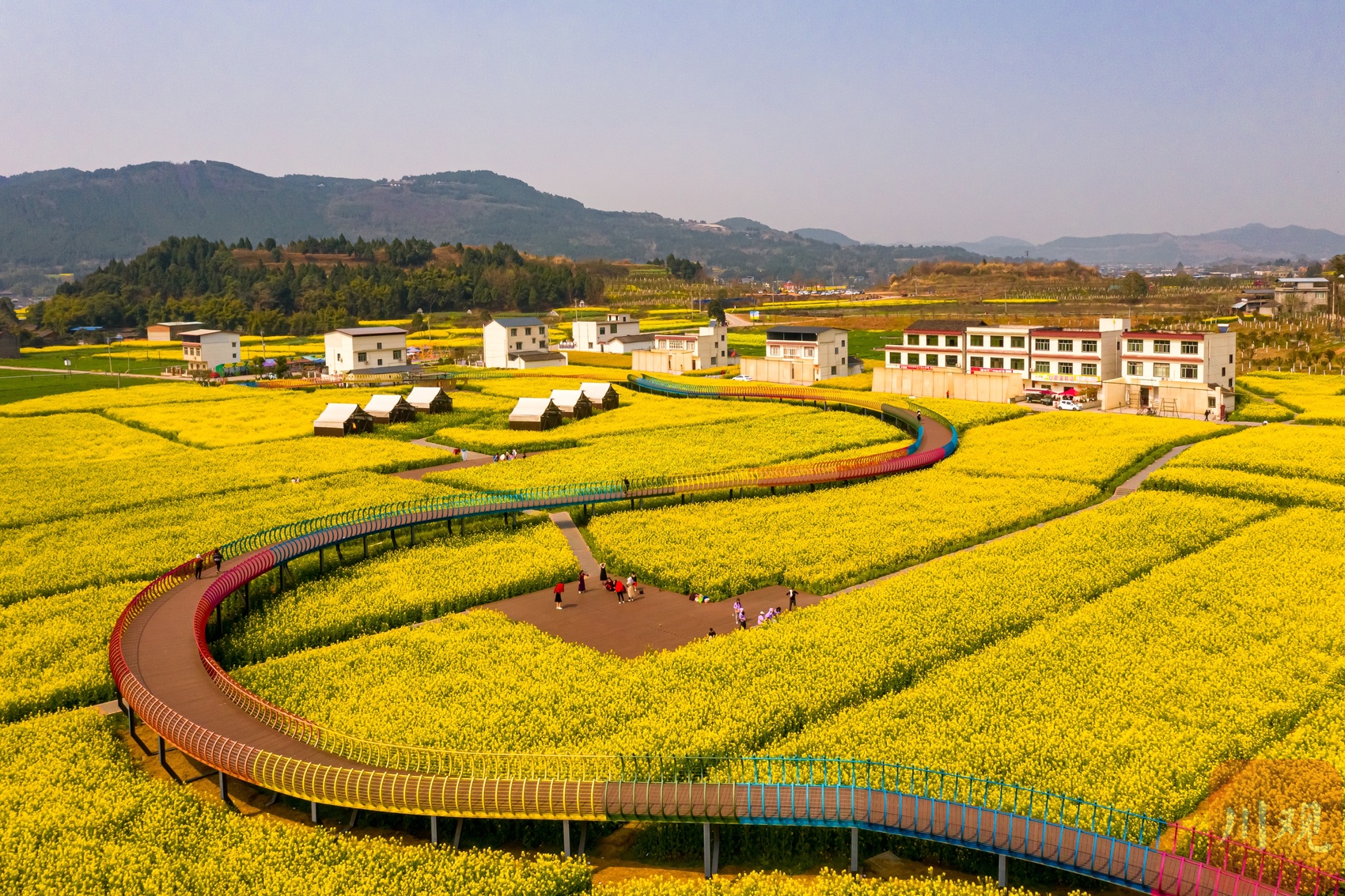 德阳中江:"挂面村"里菜花香 - 川观新闻